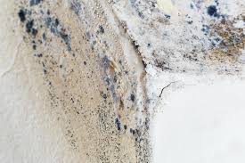 Best Mold Prevention Services  in Swanton, OH